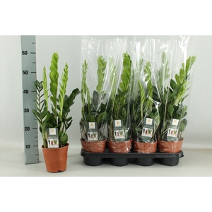 ZAMIO ZAMIIFOLIA