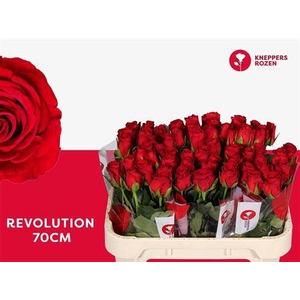 R Gr Revolution
