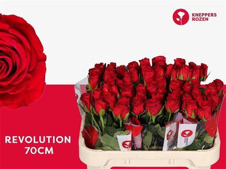 <h4>R Gr Revolution</h4>