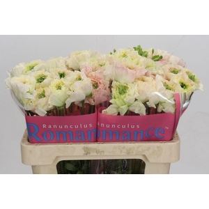 RANUNCULUS  'ROMANCE MORVAN'