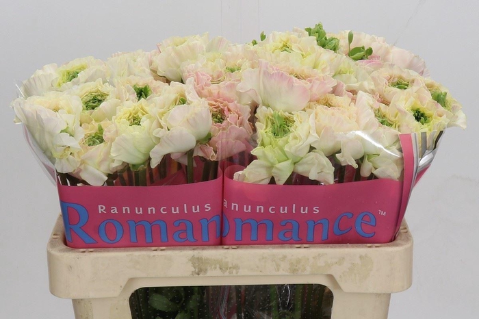 <h4>RANUNCULUS  'ROMANCE MORVAN'</h4>