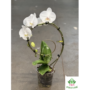 Phalaenopsis Golden  Eye 12Ø 45cm 1st 9fl