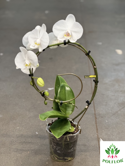 Phalaenopsis Golden  Eye 12Ø 45cm 1st 9fl