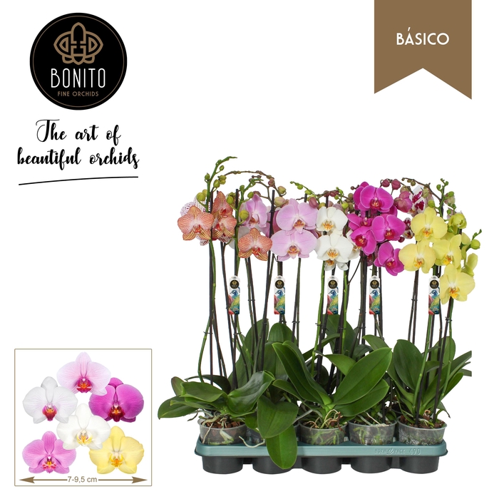 <h4>Phal. Basico mix - 2-Tak met 5 kleuren</h4>