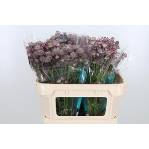 Astrantia Star Of Africa