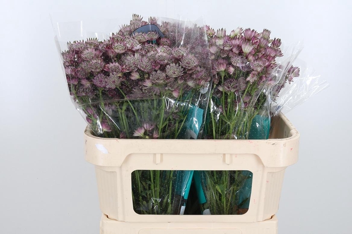 <h4>Astrantia Star Of Africa</h4>