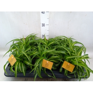 Chlorophytum com. 'Bonnie'