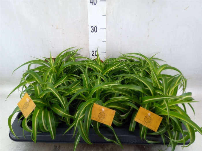 <h4>Chlorophytum com. 'Bonnie'</h4>
