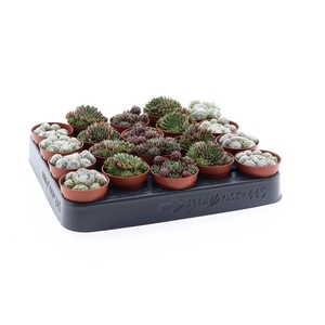 Succulents   ...
