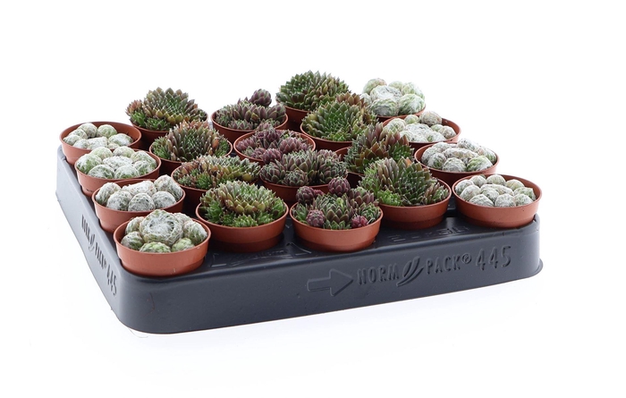 <h4>Succulents ...</h4>
