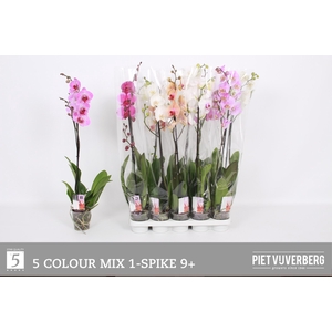 PHAL GEM 5 KL