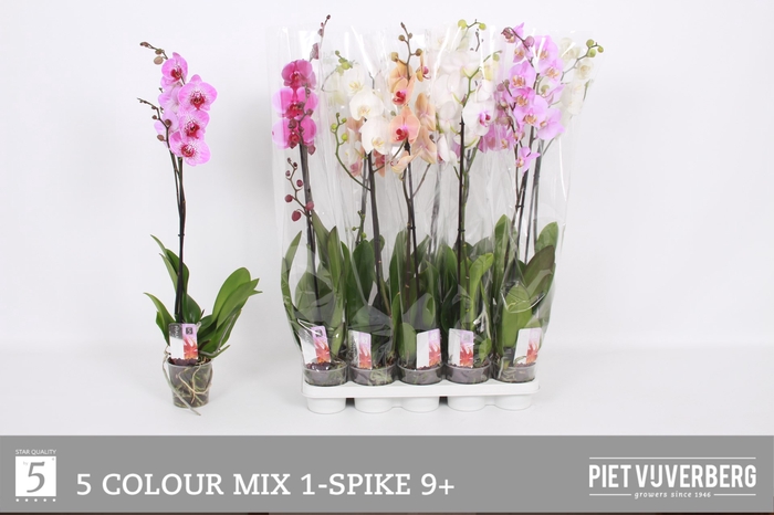 <h4>PHAL GEM 5 KL</h4>