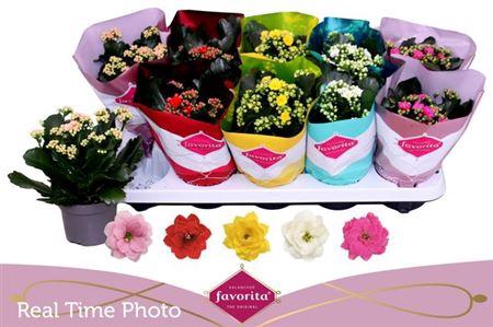 Kalanchoe Calandiva Mix