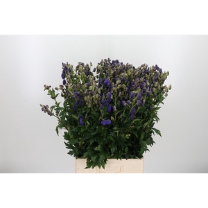 Aconitum Arendsii