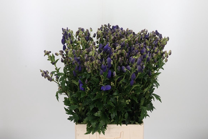 <h4>Aconitum Arendsii</h4>