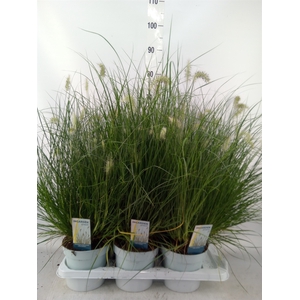 Pennisetum alopec. 'Little Hameln'
