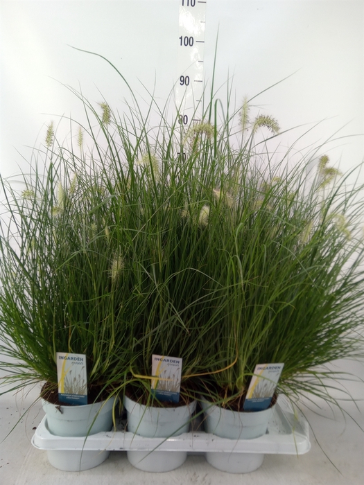 <h4>Pennisetum alopec. 'Little Hameln'</h4>
