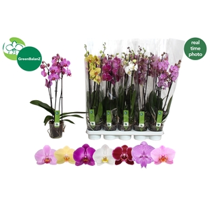 PHAL GEM 7 KL