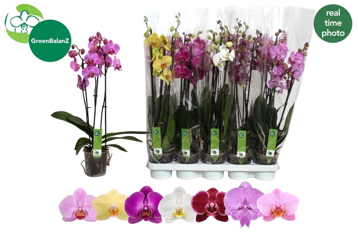 <h4>PHAL GEM 7 KL</h4>