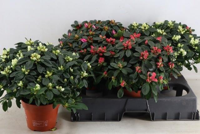 <h4>RHODO SI GEM</h4>