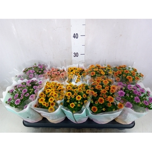 Chrysanthemum  'Jellyfish'   ...mix