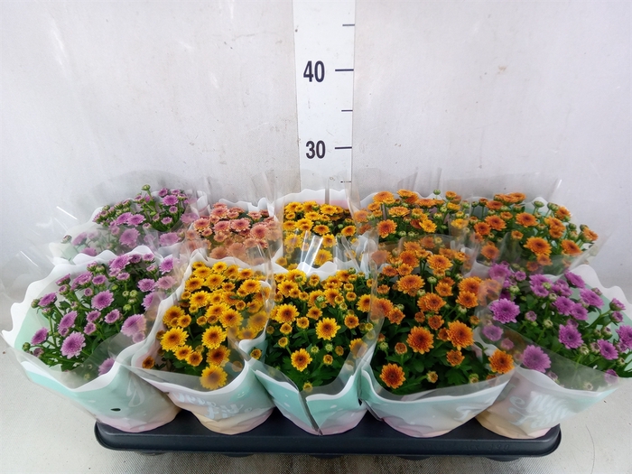 <h4>Chrysanthemum  'Jellyfish'   ...mix</h4>