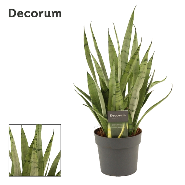<h4>Sansevieria Silver princess 12 cm (Decorum)</h4>