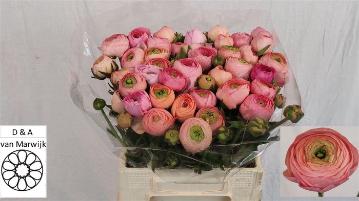 <h4>Ran El Salmon N L</h4>