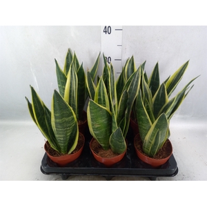 Sansevieria  'Star Canary'