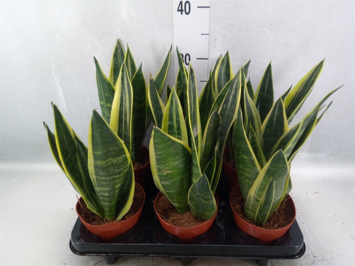 Sansevieria  'Star Canary'