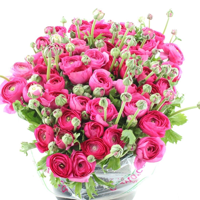 <h4>Ran Su Sr Sherry Purple Super</h4>