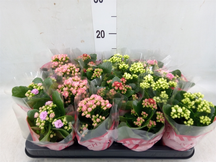 <h4>Kalanchoe blos.   ..rosebud mix  5</h4>