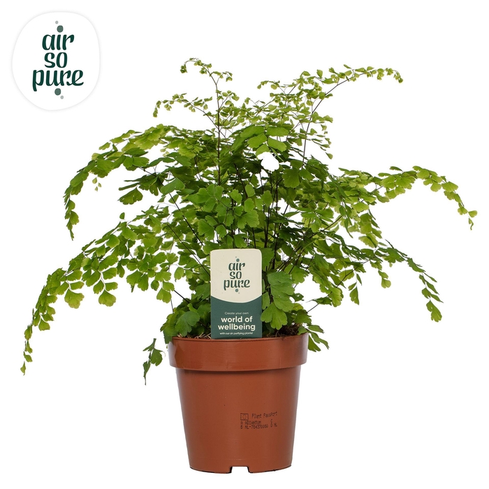 <h4>Adiantum raddi. 'Fragrans'</h4>