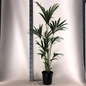 KENTIA - P24 H160 - 6PP (Howea forsteriana)