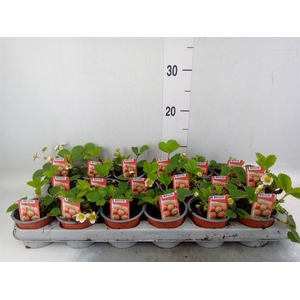Fragaria   ...