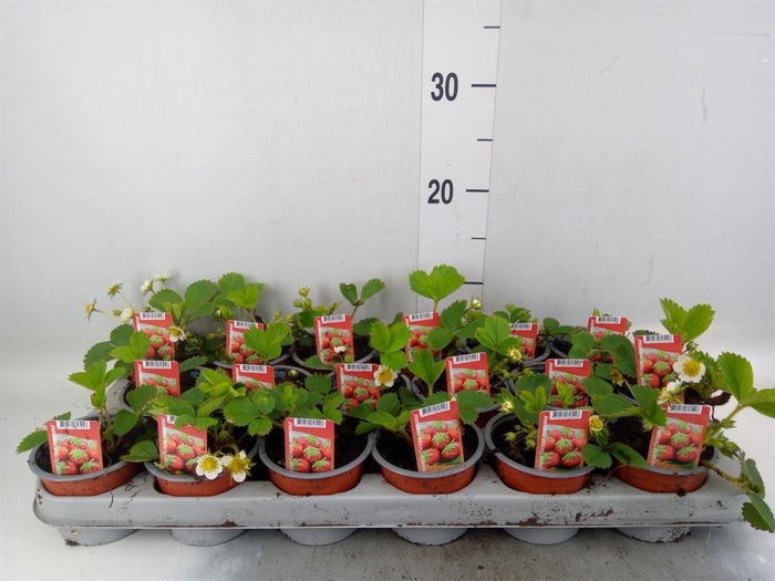 <h4>Fragaria   ...</h4>