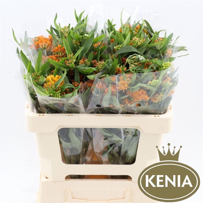 <h4>Asclepias Tuberosa</h4>