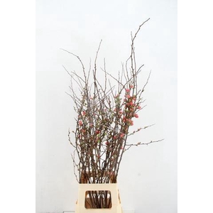 CHAENOMELES JAPONICA PINK 080CM