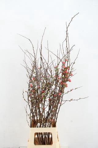 <h4>CHAENOMELES JAPONICA PINK 080CM</h4>