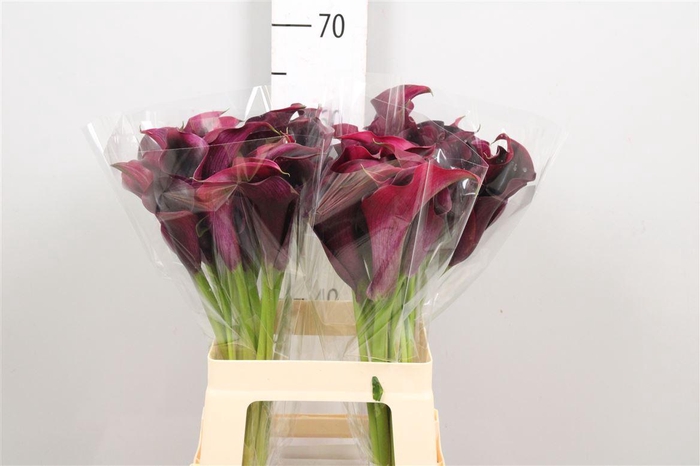 <h4>Zant Rudolph</h4>