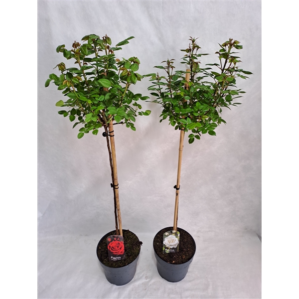<h4>Roos op stam grootbloemig P24 MIX</h4>