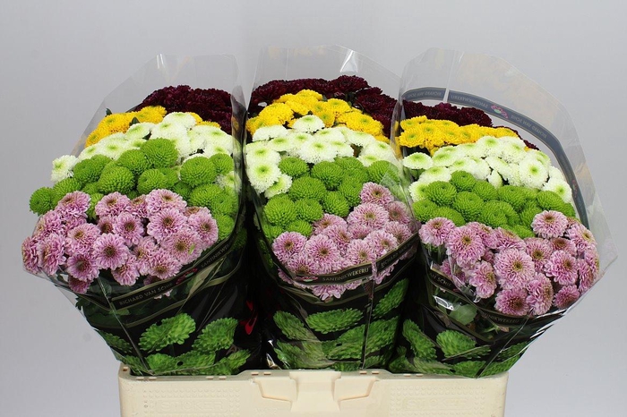 <h4>Sant Pompoen Mixed</h4>