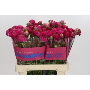 Ranunculus Romance Etretat