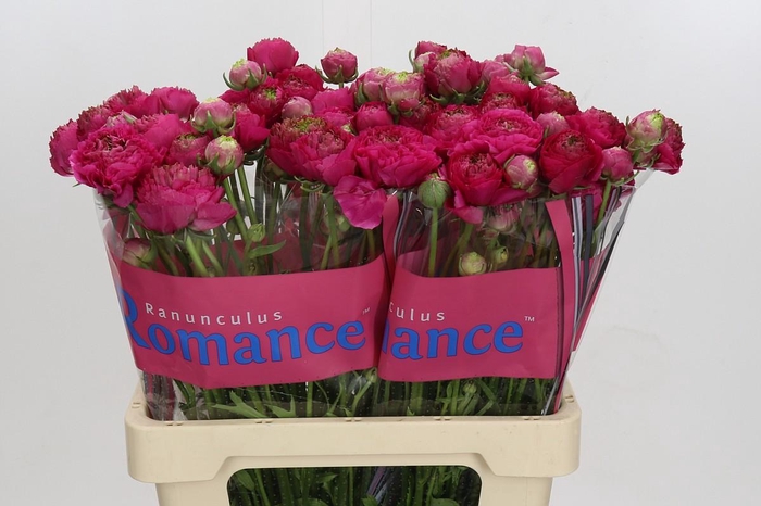 <h4>Ranunculus Romance Etretat</h4>