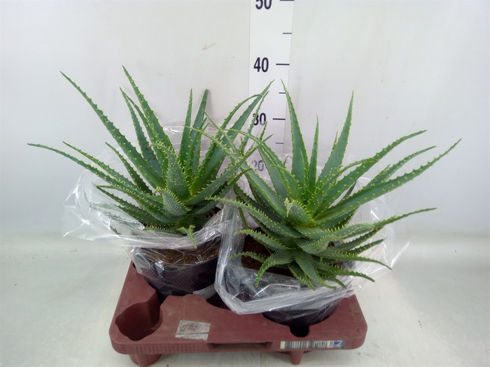 <h4>Aloe arborescens</h4>