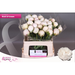 Paeonia Bowl Of Cream