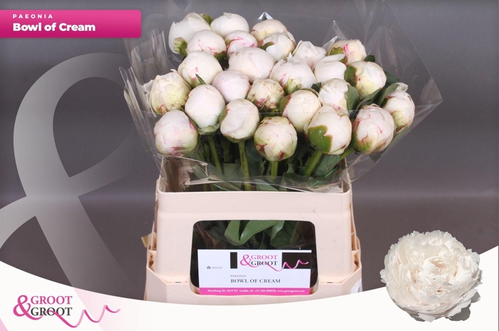 <h4>Paeonia Bowl Of Cream</h4>