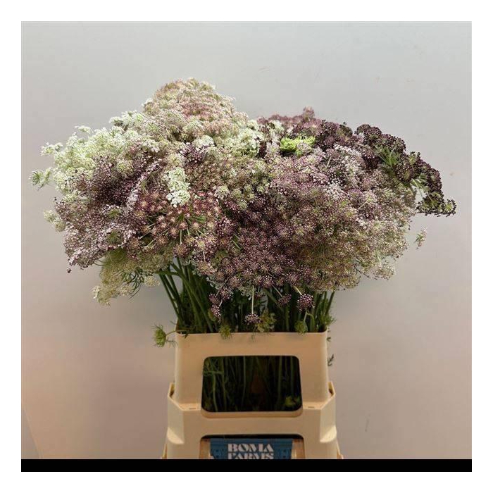 <h4>DAUCUS CAROTA DARA</h4>