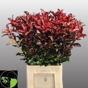 <h4>PHOT MAG VOLCANO</h4>