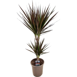 Dracaena marginata Magenta 30-10